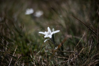  Edelweiss dans le Parc national de la Vanoise